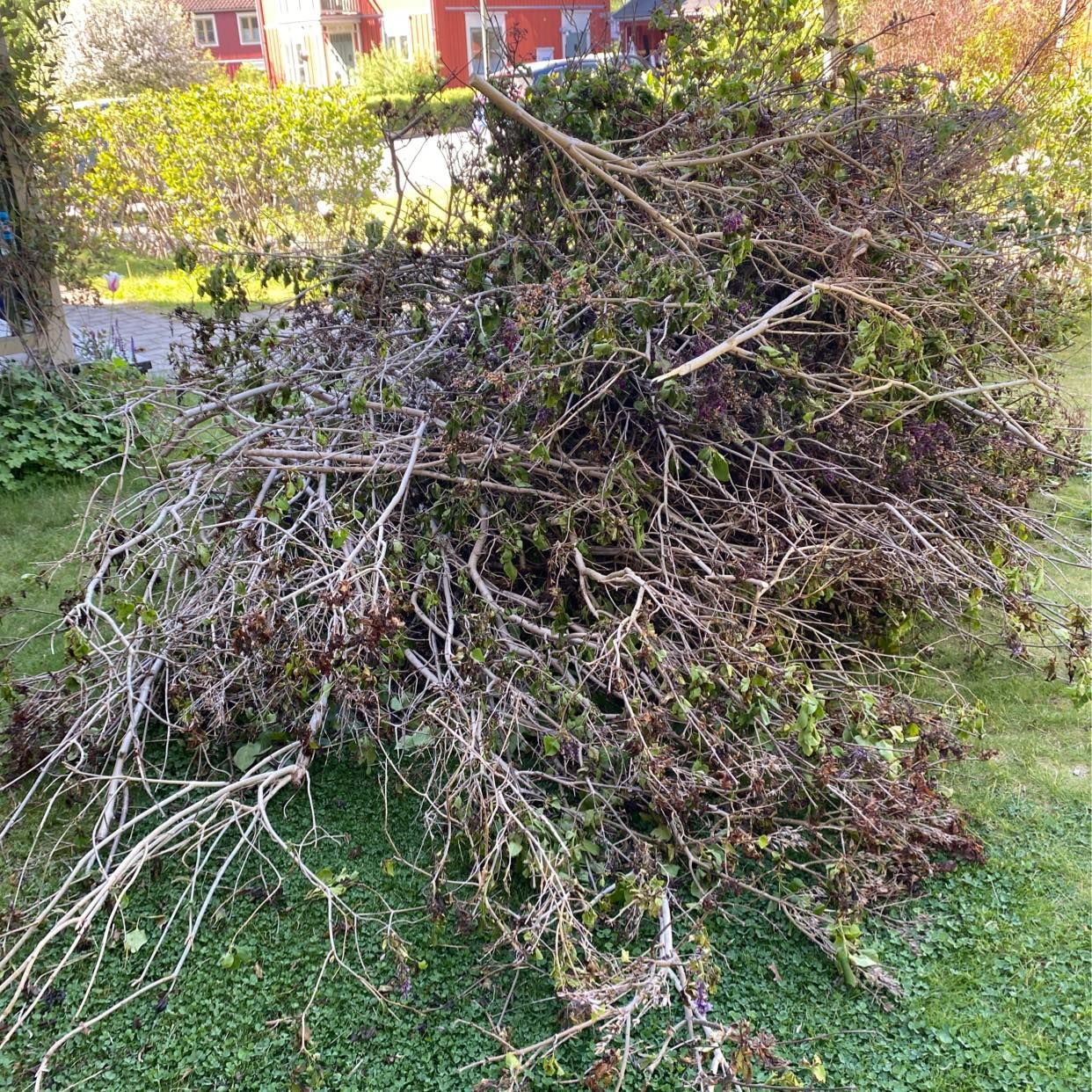 image of Köra bort ris - Åkersberga