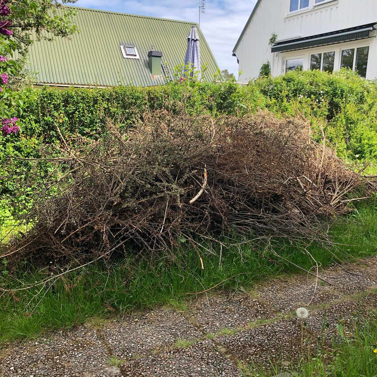 image of Buskar, ris och grenar - Djursholm