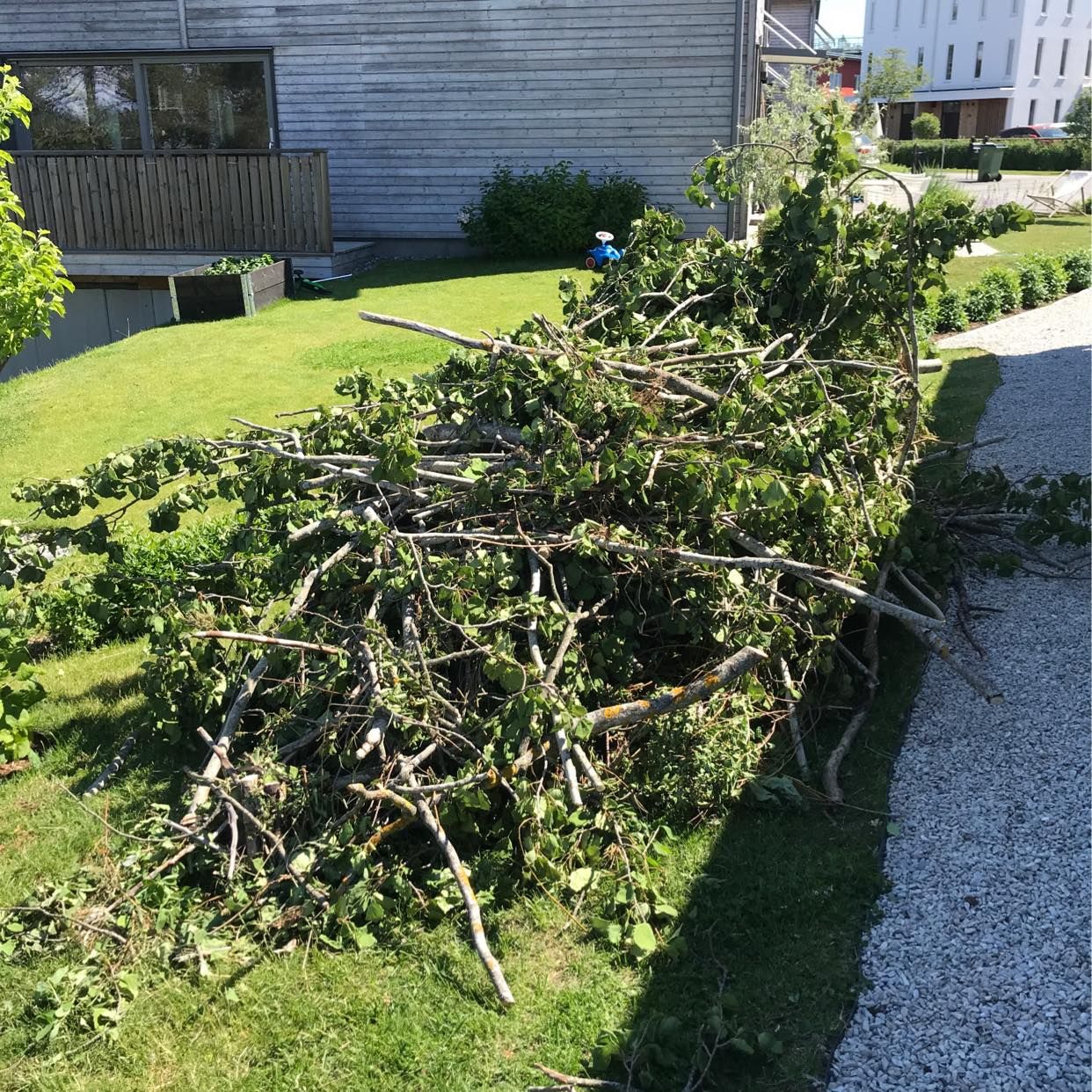 image of Fällda upphuggna träd - Saltsjö-Boo