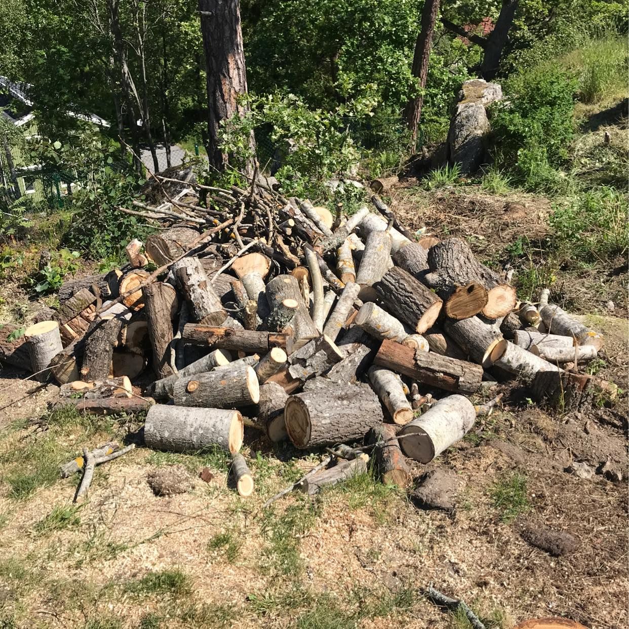 image of Fällda upphuggna träd - Saltsjö-Boo