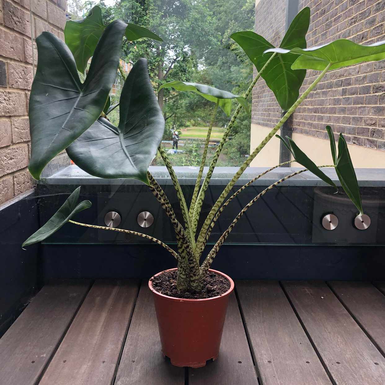 image of Indoor plant - London