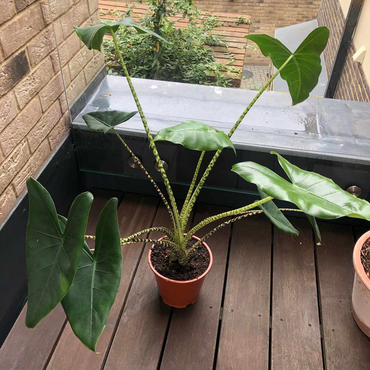 image of Indoor plant - London
