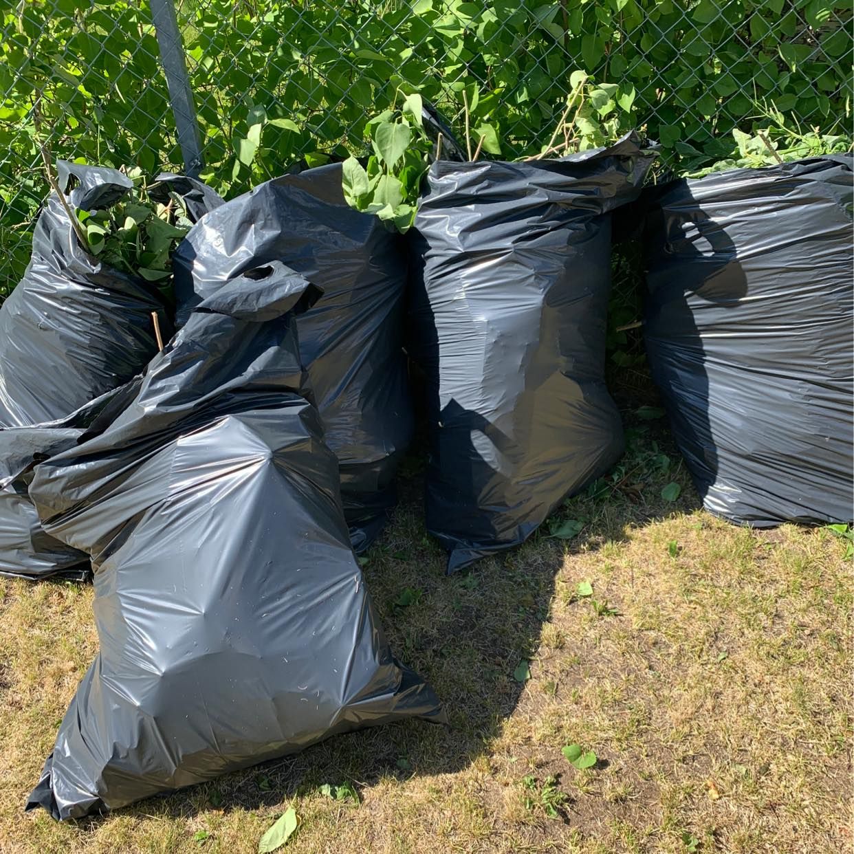 image of Ta bort trädgårdsrens - Älvsjö
