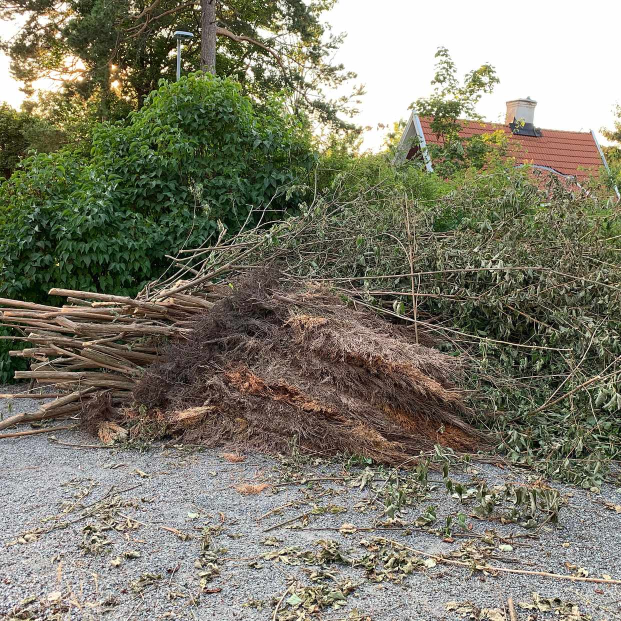 image of Nedklippt jasminbuske - Lidingö
