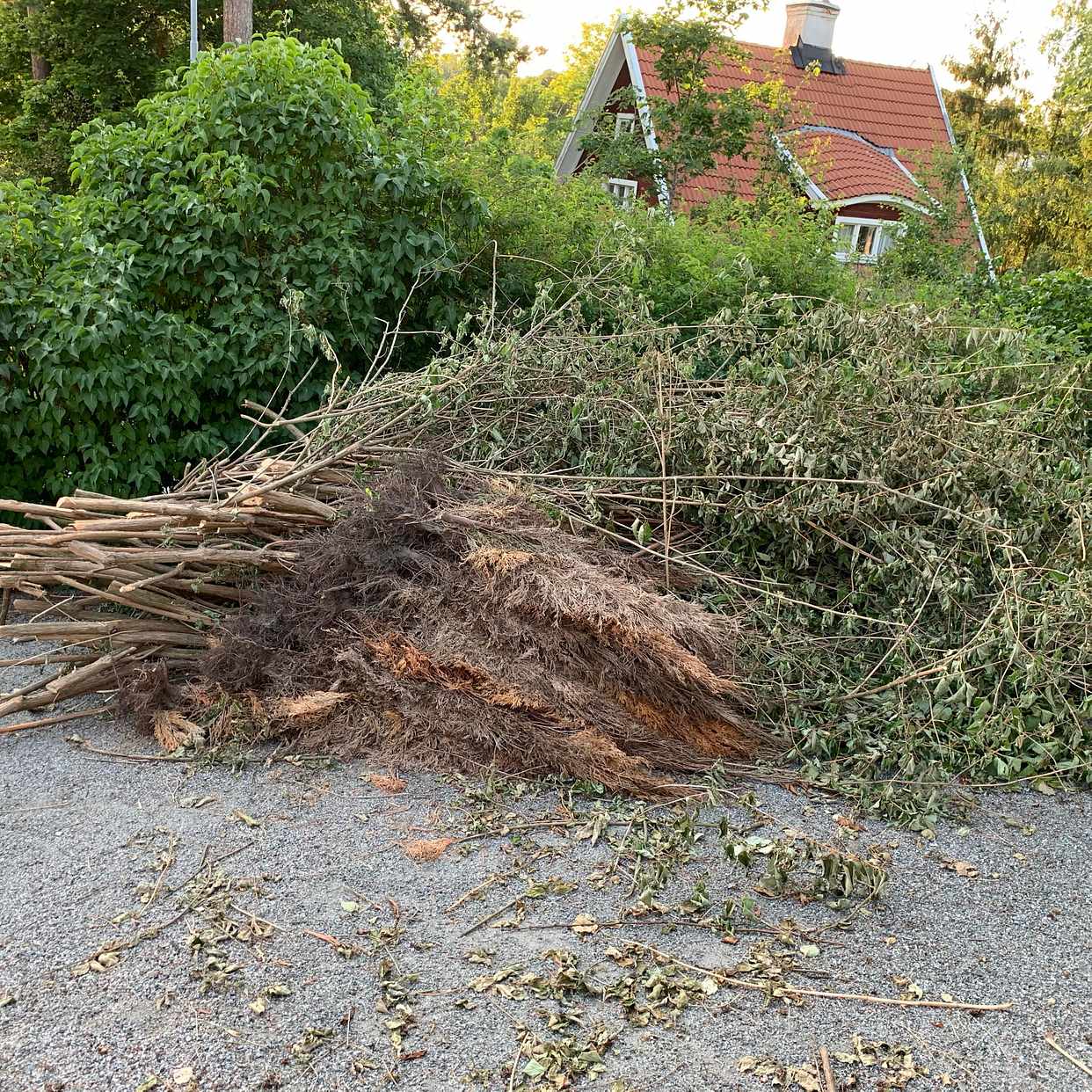 image of Nedklippt jasminbuske - Lidingö