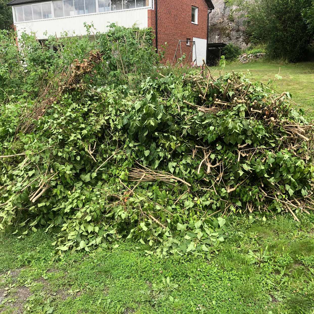 image of Nedklippt Syrenhäck. - Åkersberga