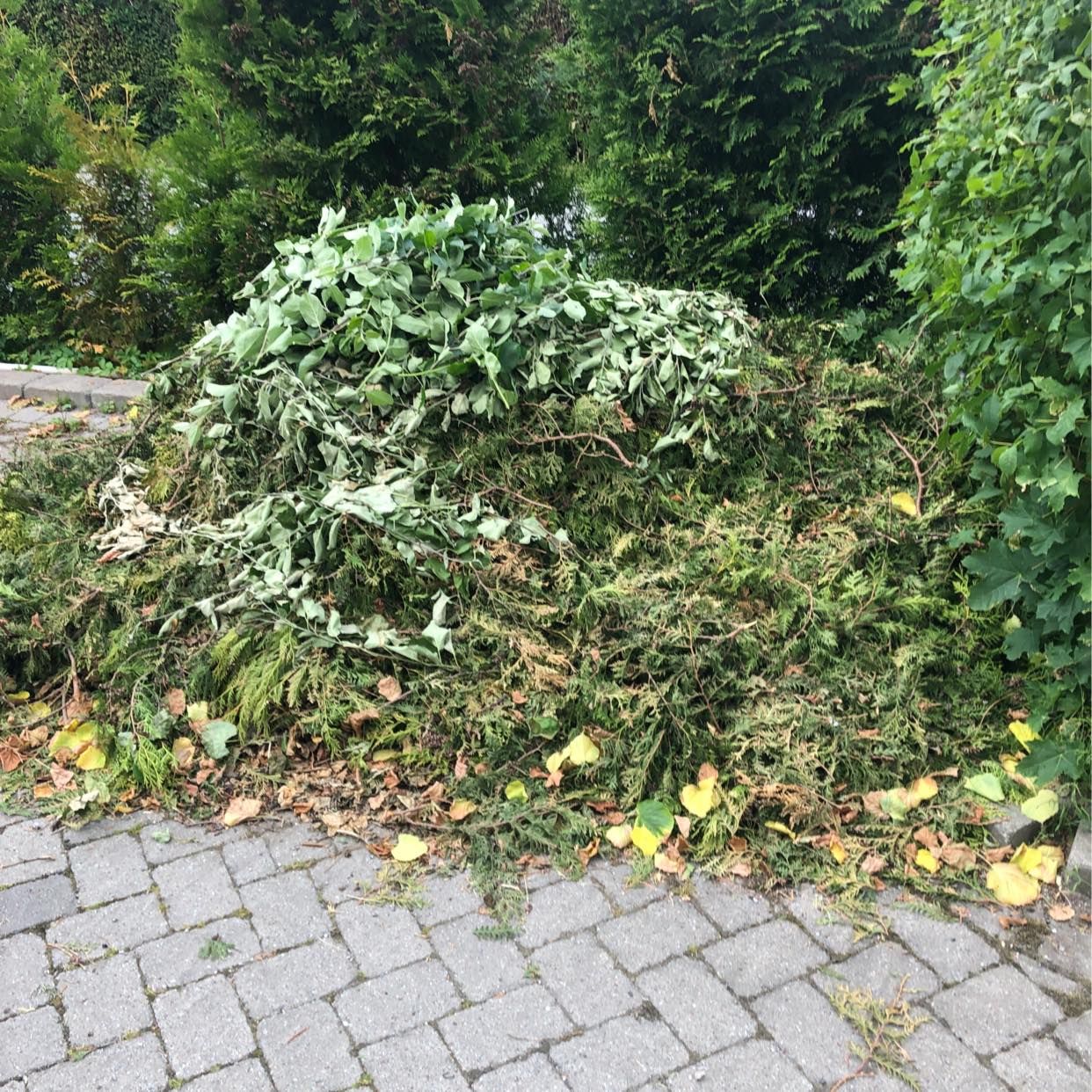 image of Bortforsling av grenar mm - Sollentuna