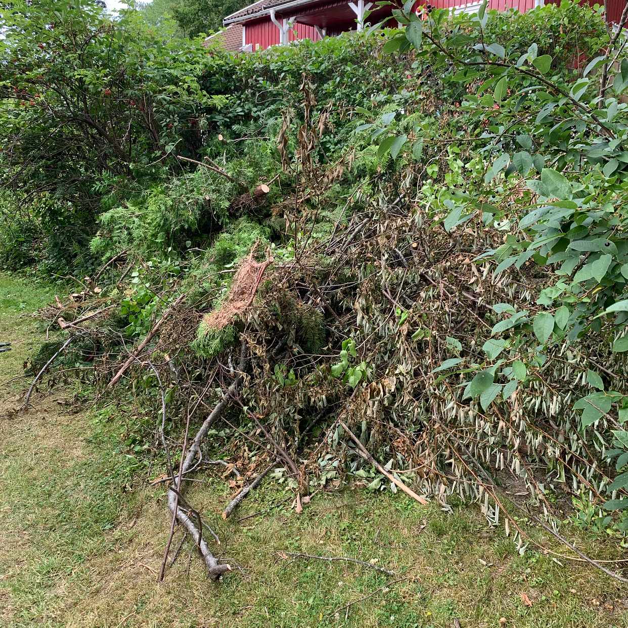 image of Buskris/tujostammar - Tyresö