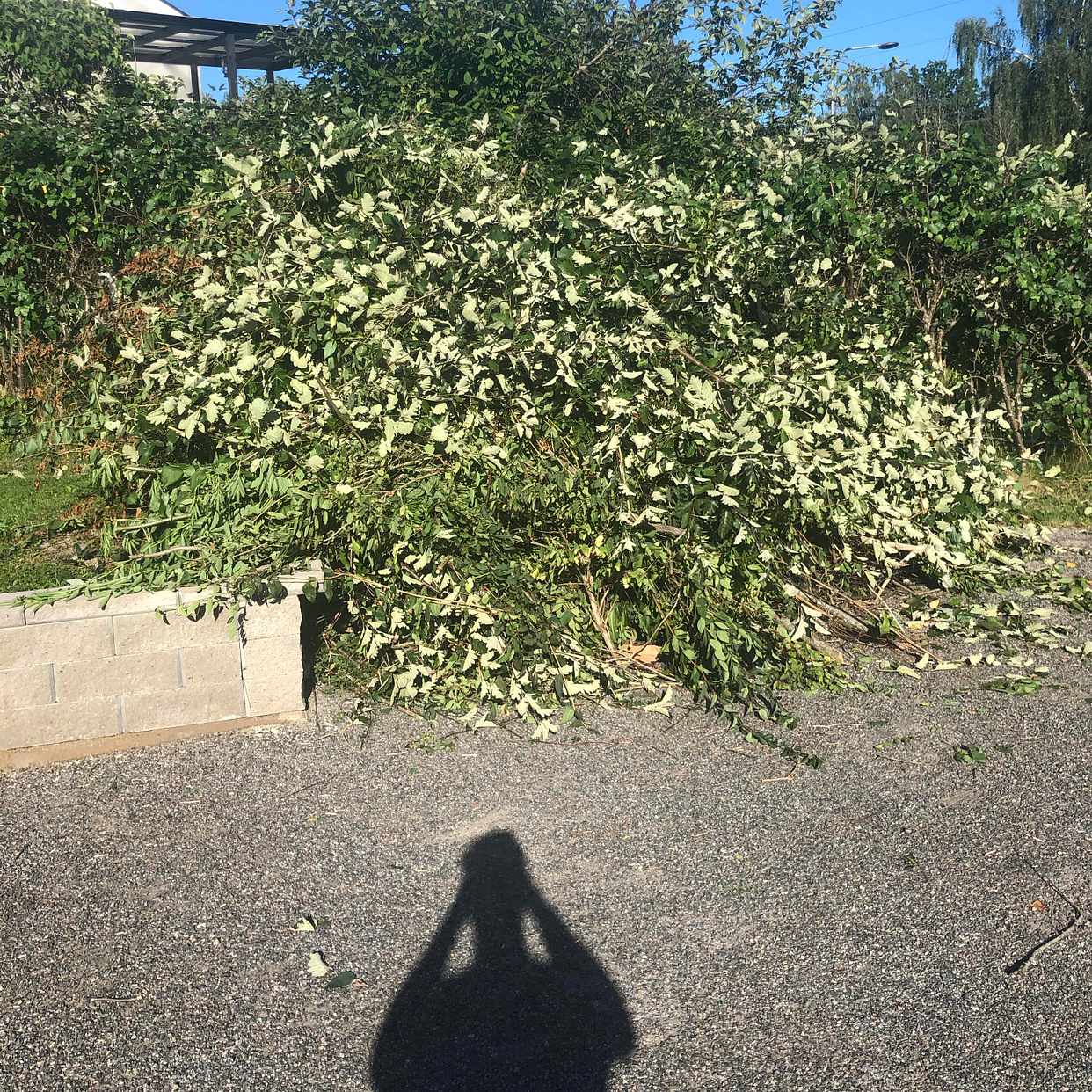image of Grenar och kvistar - Huddinge