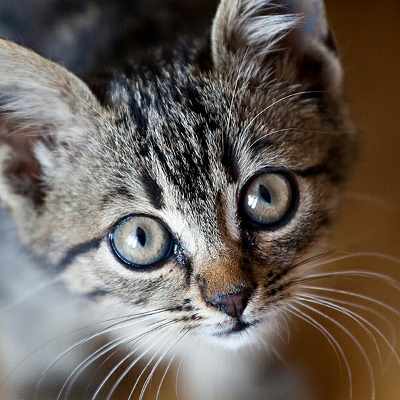 image of Cbxbbmkjbb - 