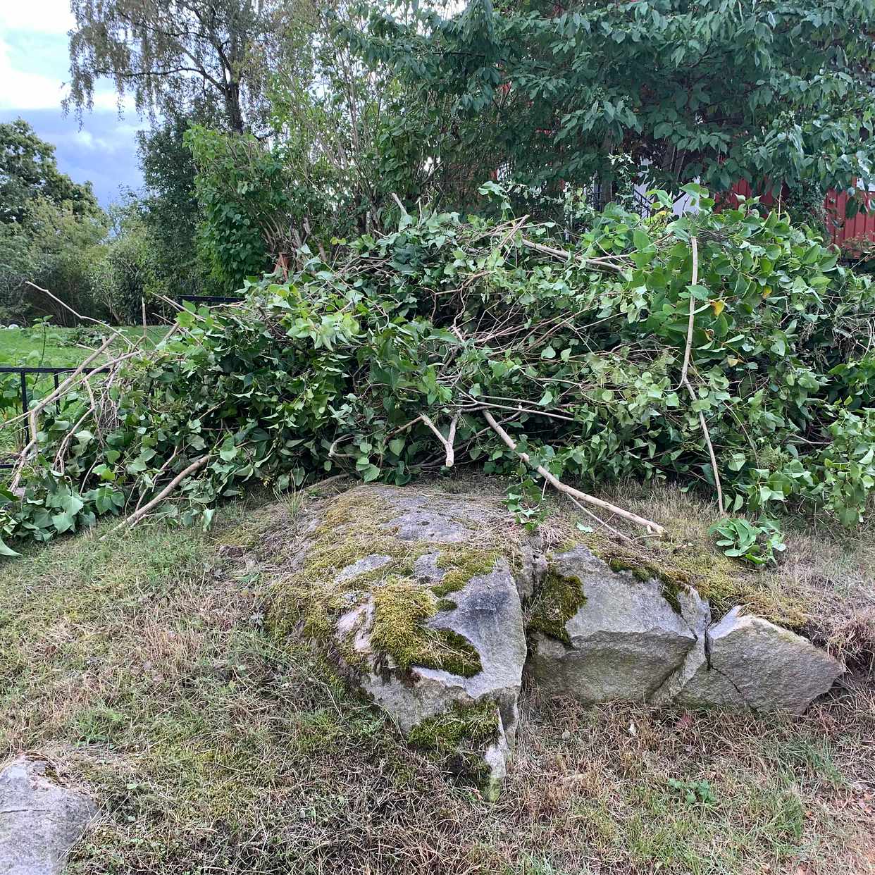 image of Ris måste bort. - Bromma