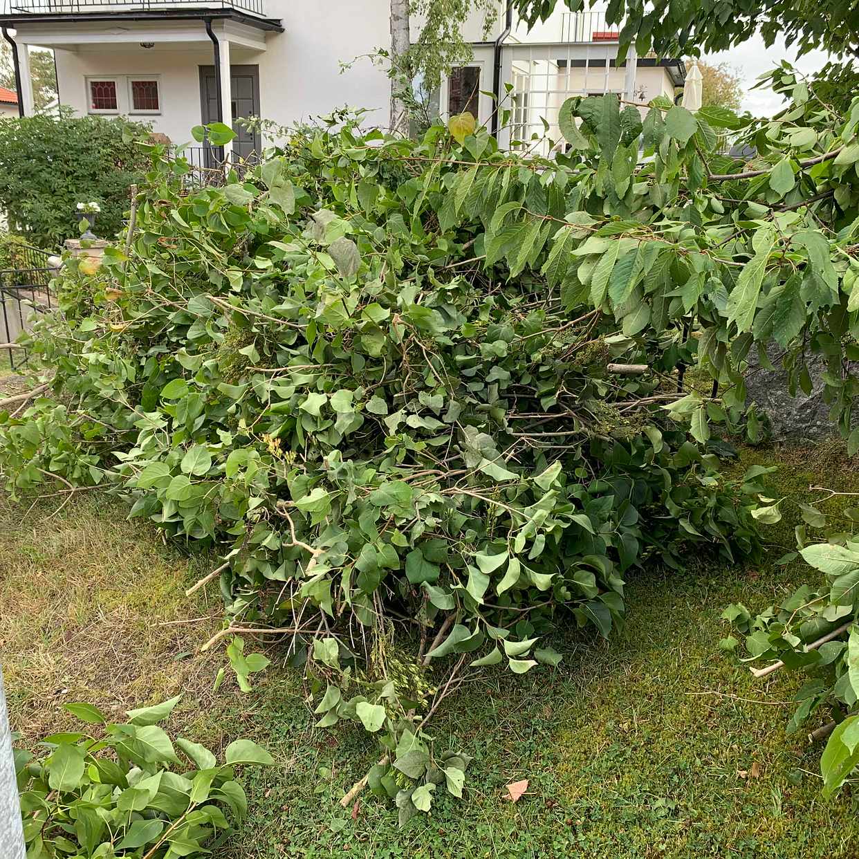 image of Ris måste bort. - Bromma
