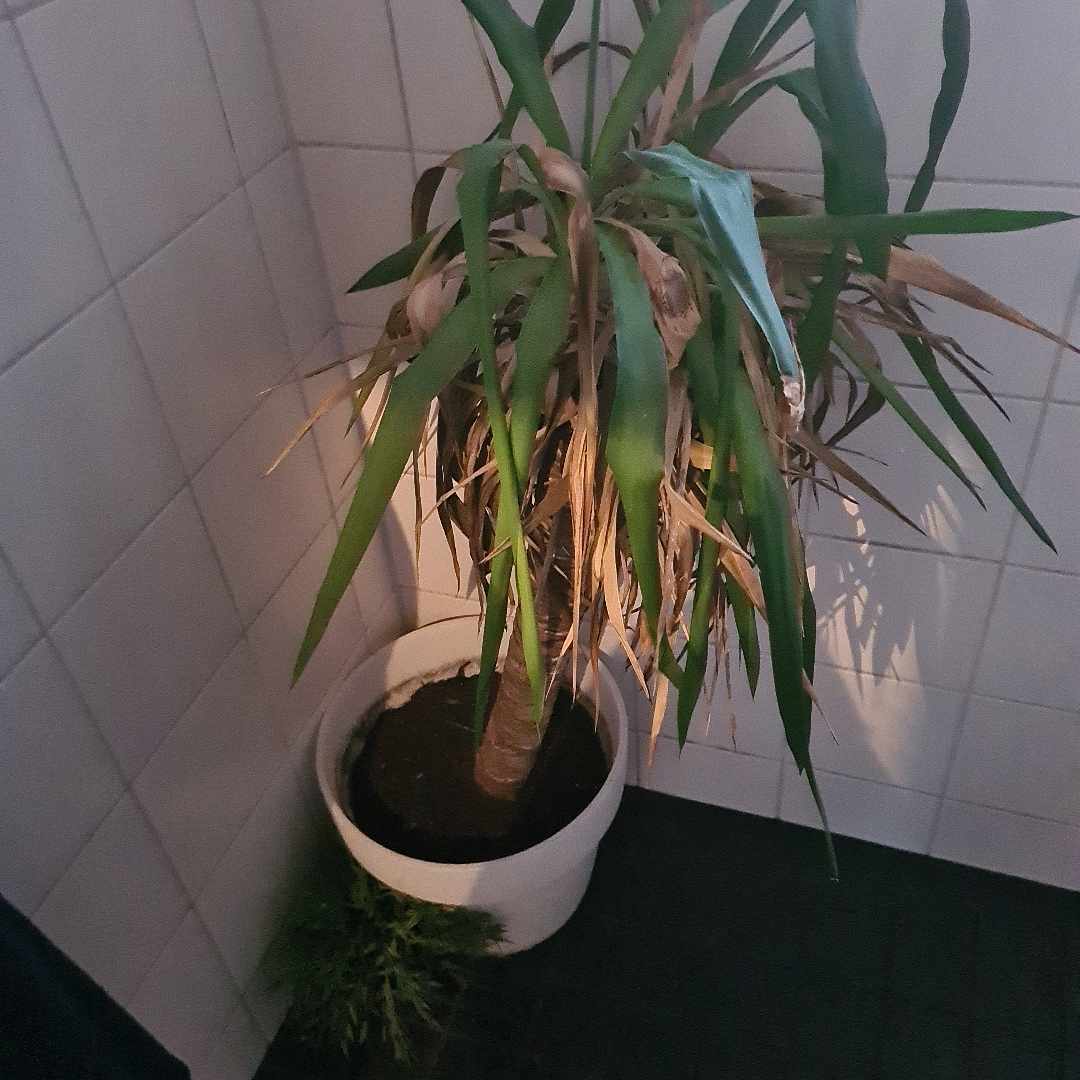 image of Palm i kruka - Hägersten