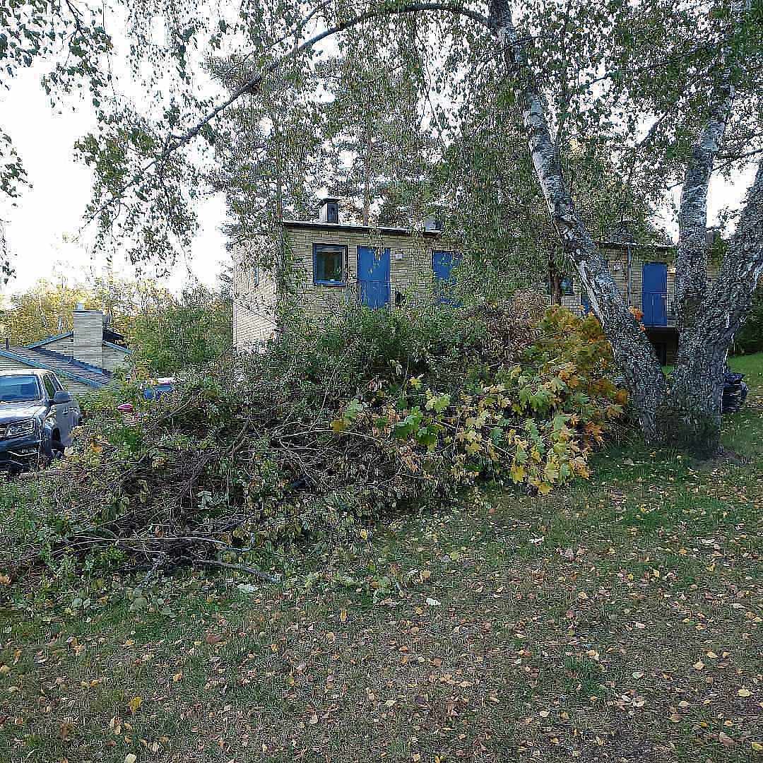 image of Sly och trädgårdsrens - Bromma