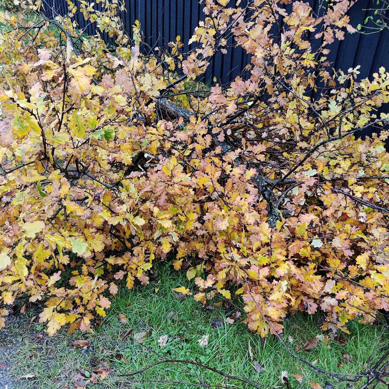 image of Sågat ner grenar från ett - Saltsjö-duvnäs