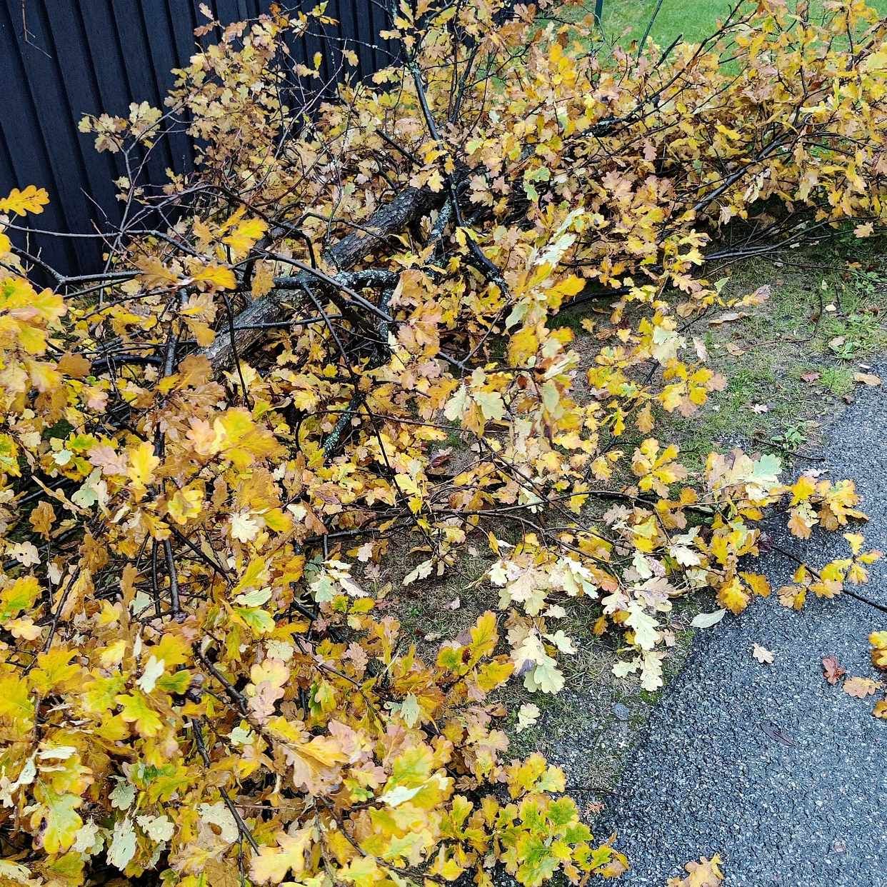 image of Sågat ner grenar från ett - Saltsjö-duvnäs
