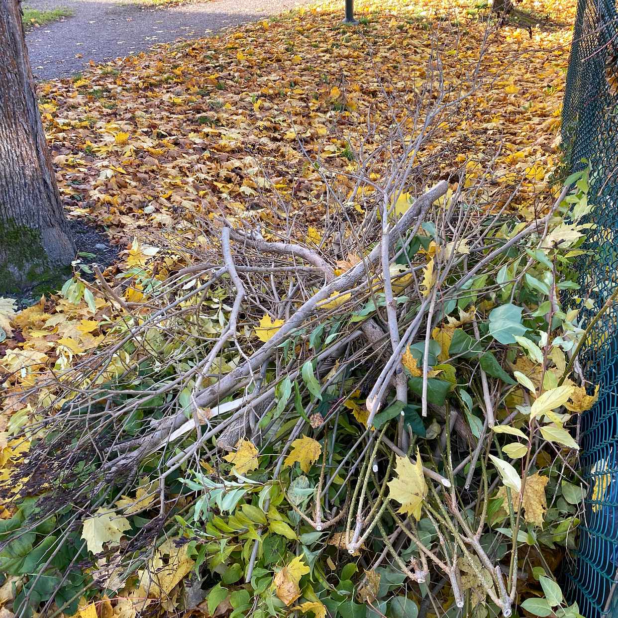 image of 15 säckar och ris - Enskede