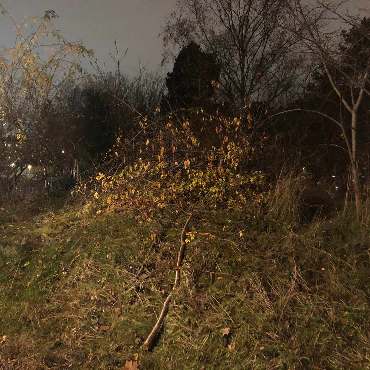 image of Rishög till återvinning - Bromma