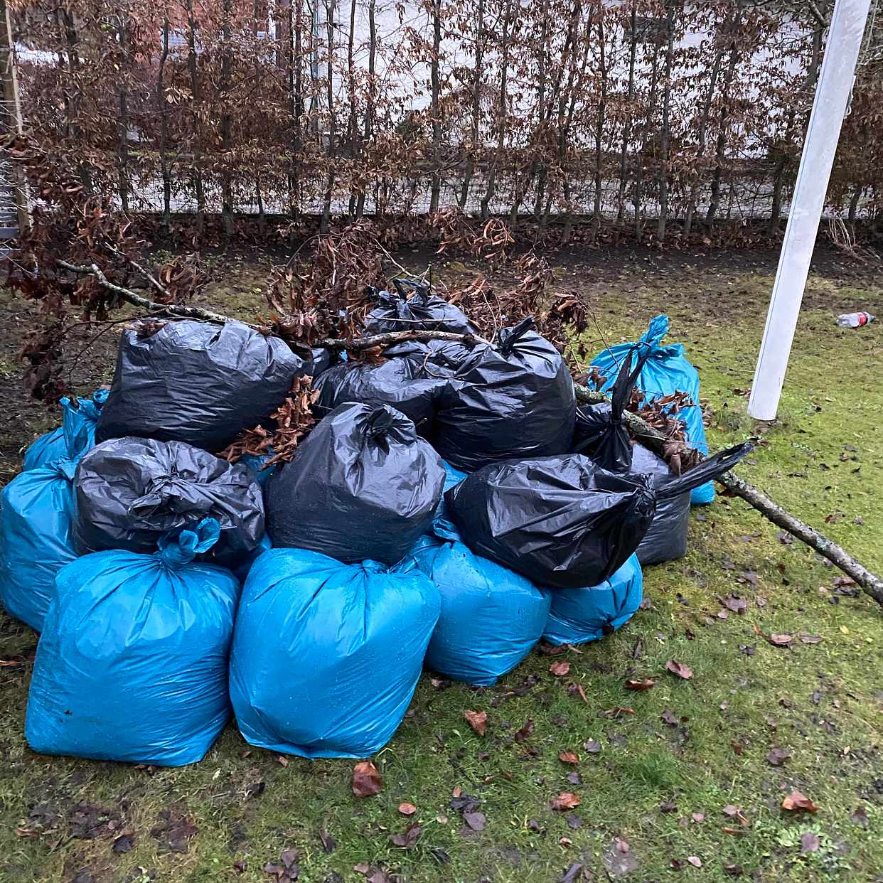 image of Lövsäckar och gren - Spånga