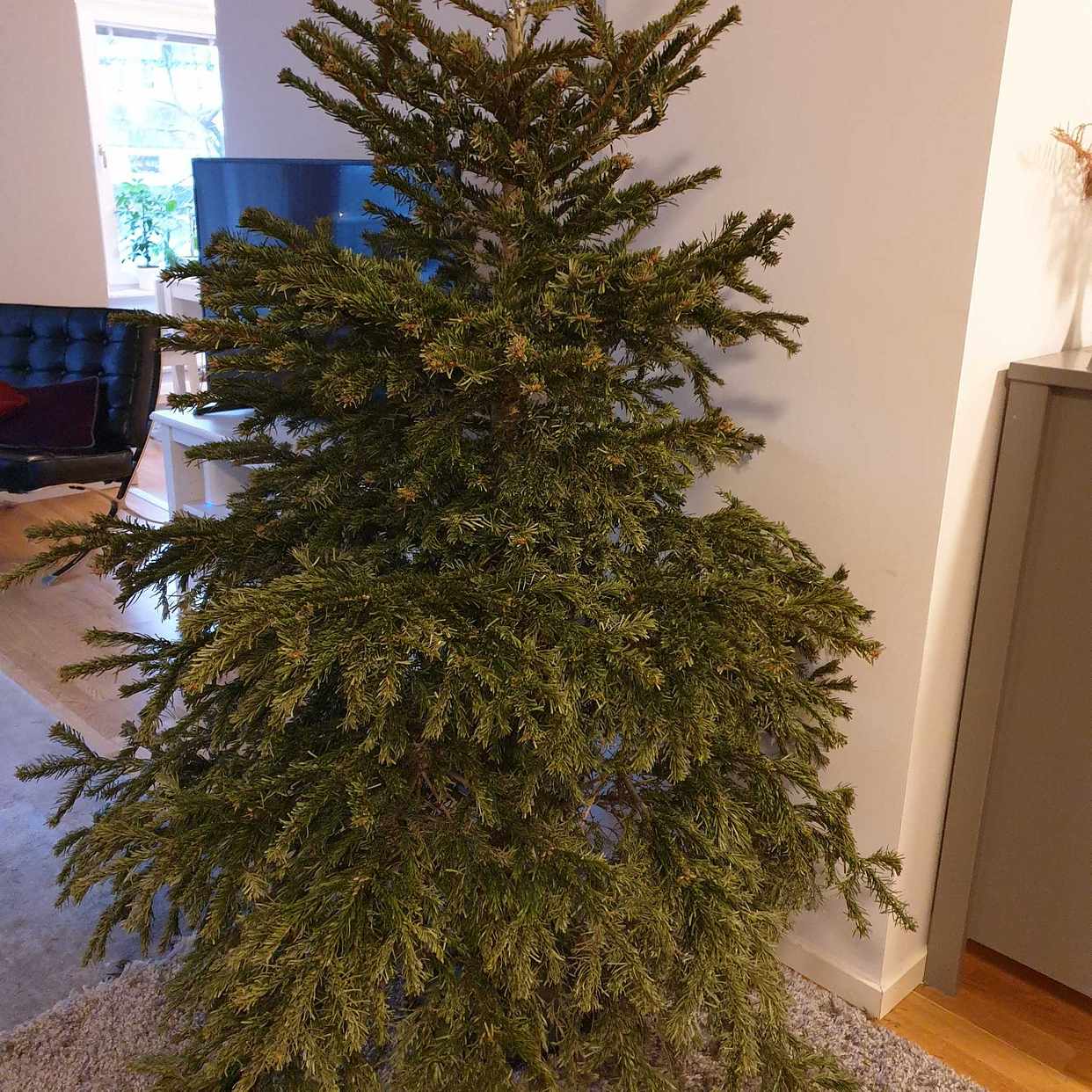 image of Julgran/ Christmas tree - Sundbyberg
