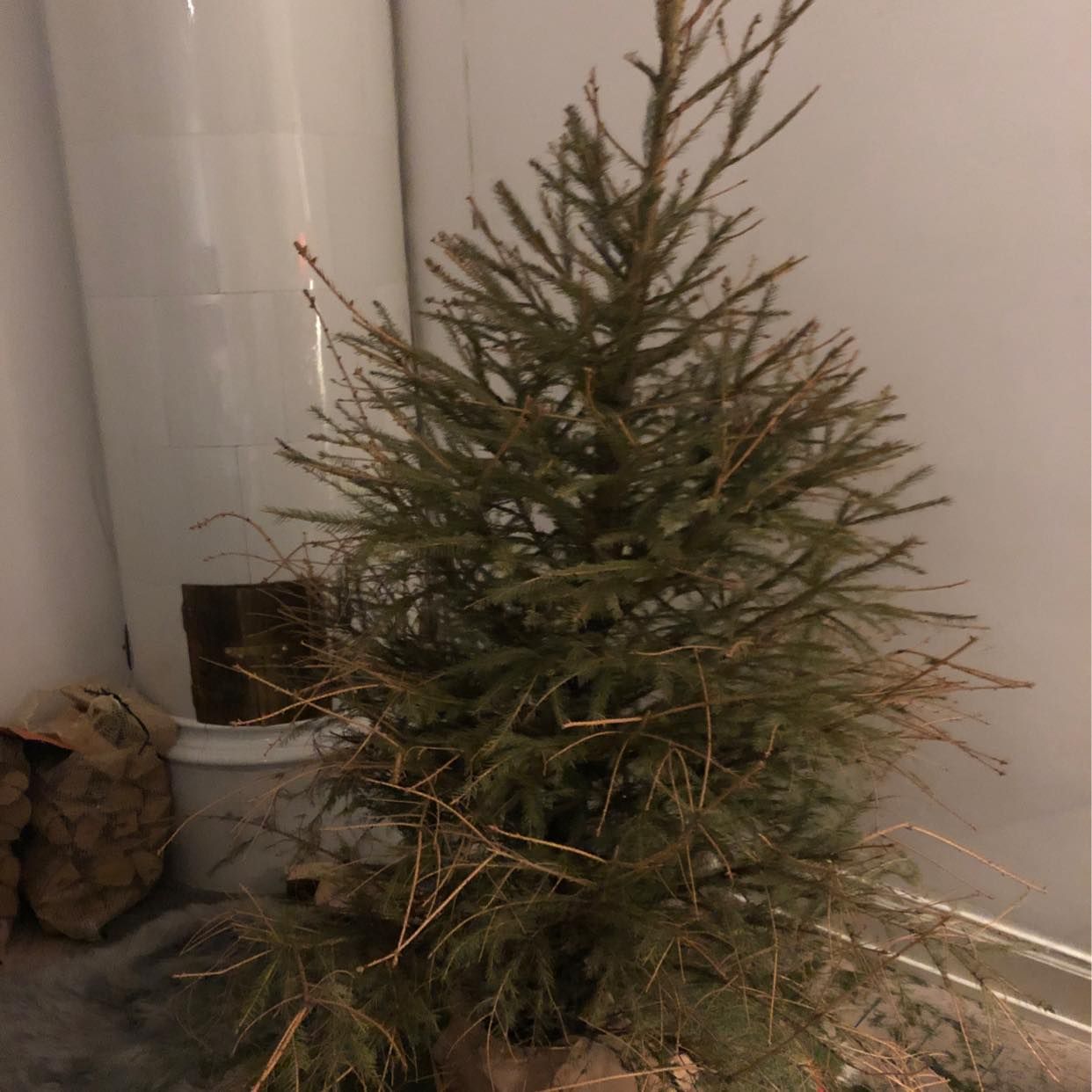 image of Christmas tree - Stockholm
