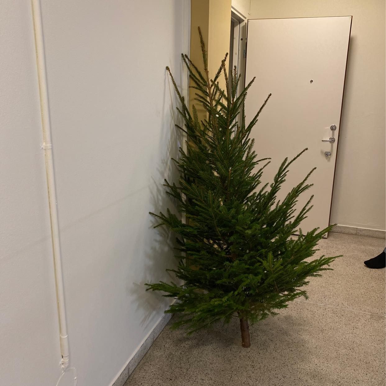 image of Återvinna gran på soptipp - Malmö