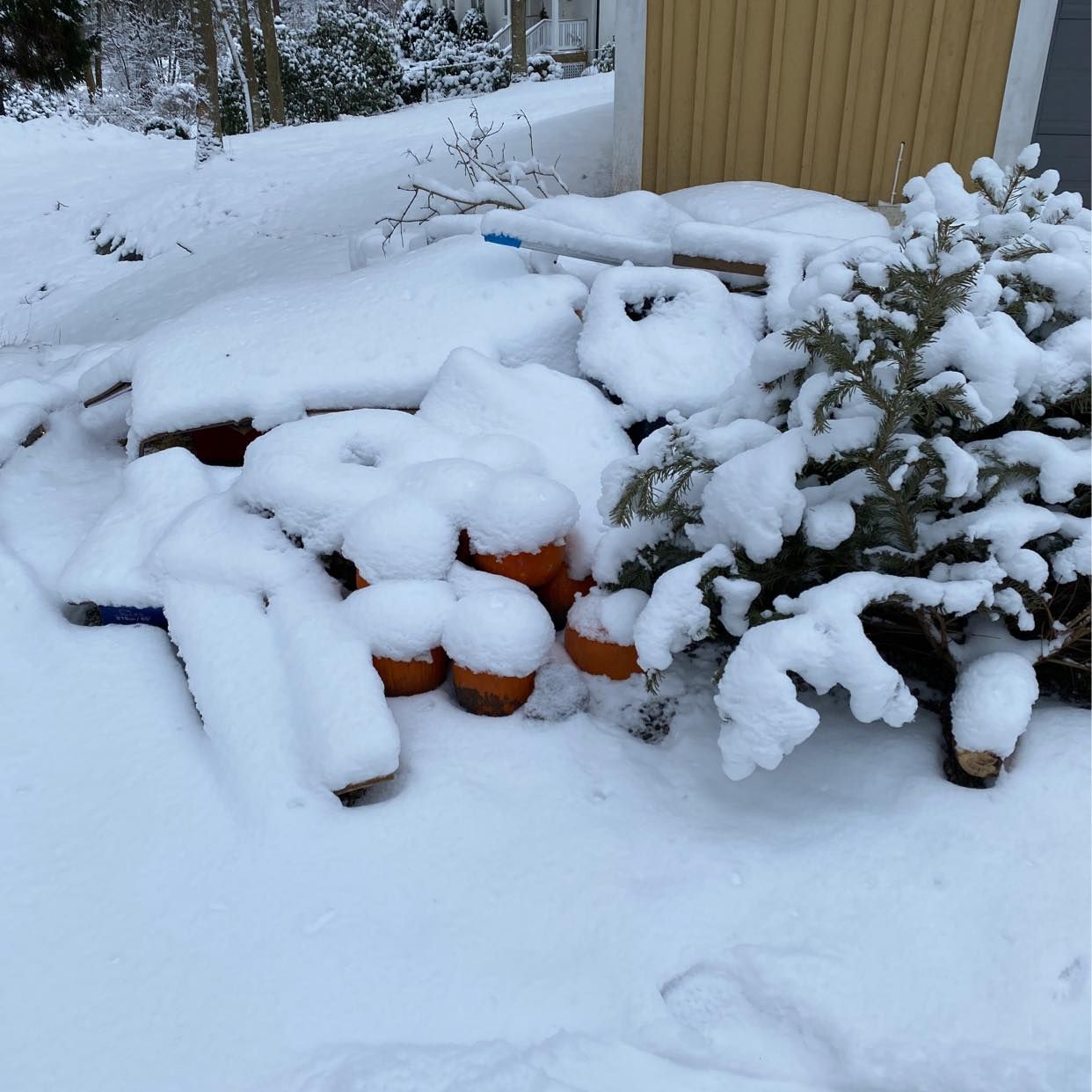 image of Remove christmas tree - Djursholm