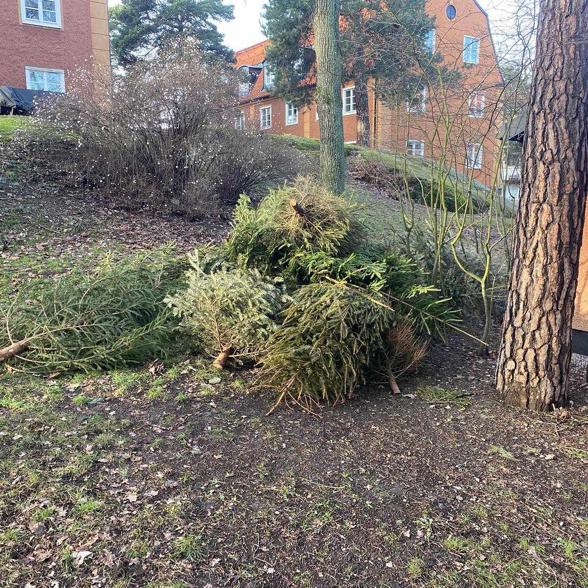 image of Hämta granar - Bromma