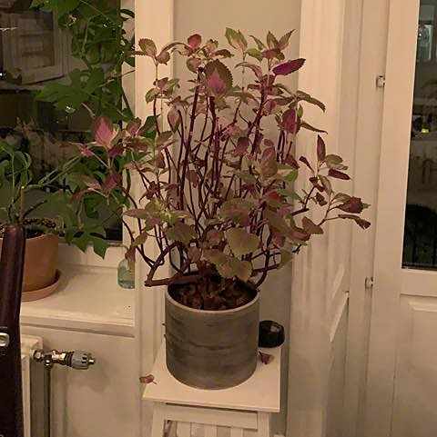 image of 2 Plants - 