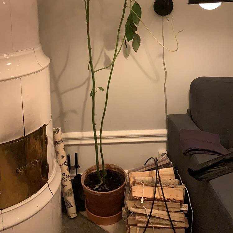 image of 2 Plants - 