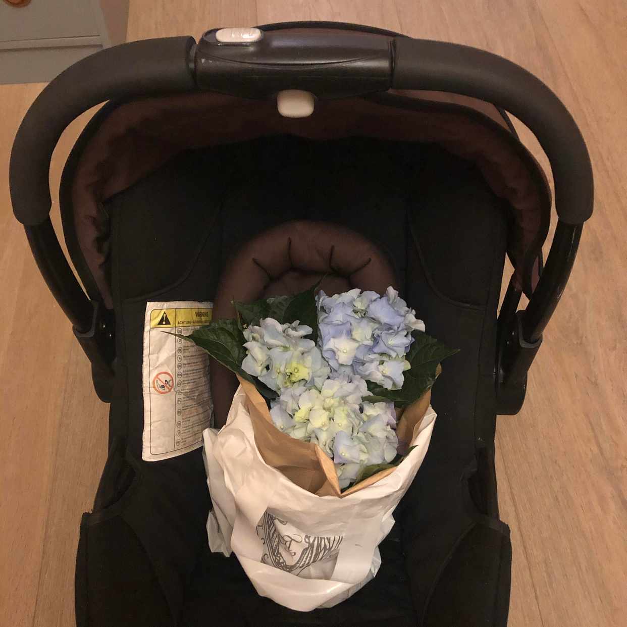 image of Babyskydd & krukväxt - 