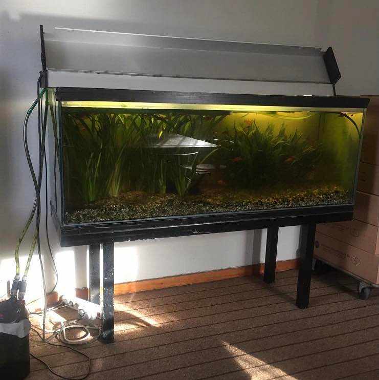 image of Flytta akvarium - 