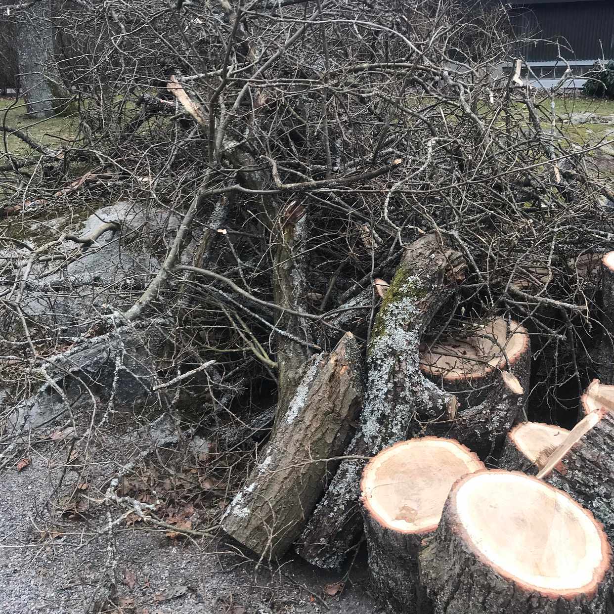 image of Trädgårdsavfall träd - Stocksund