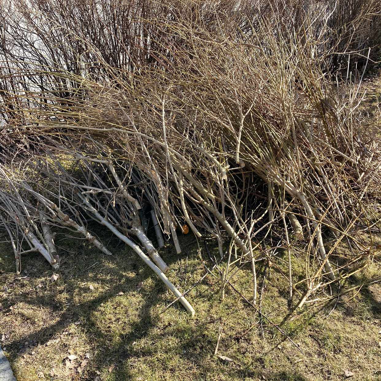 image of Grenar och ris - Göteborg