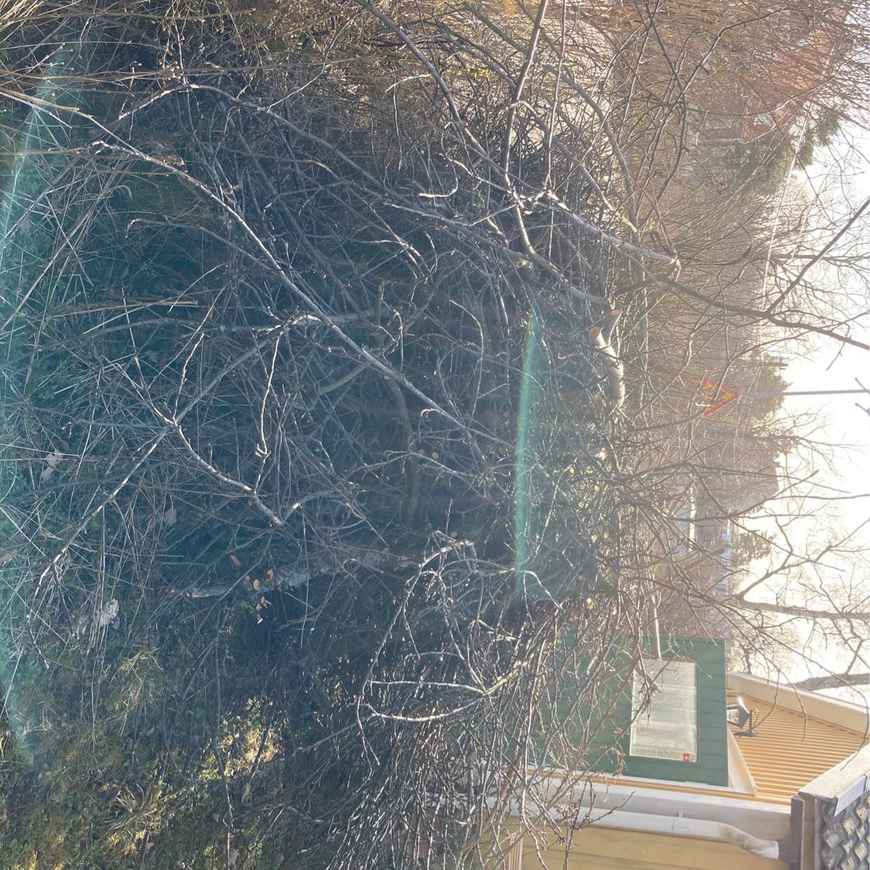 image of Grenar från äppelträd mm - Stocksund
