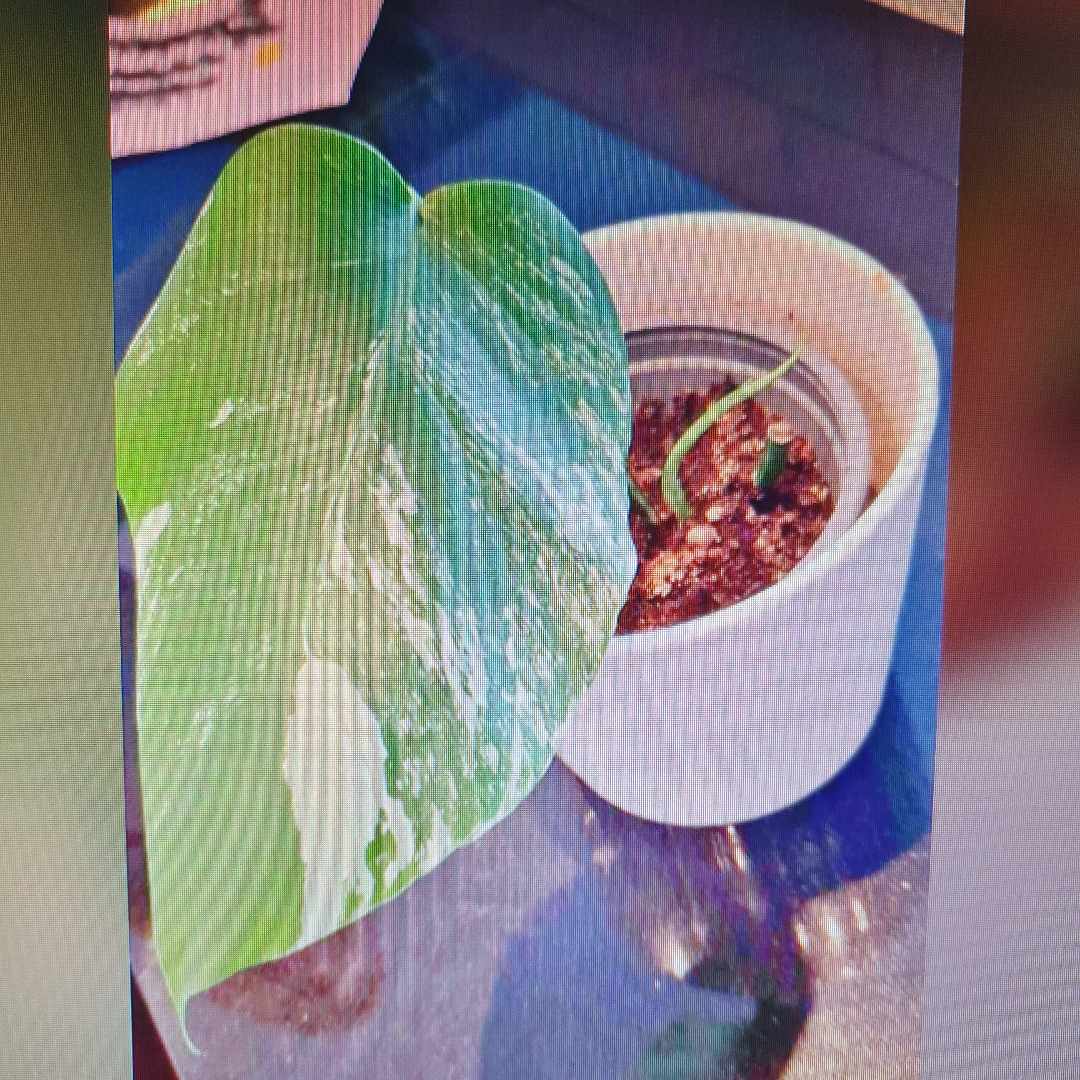 image of En planta - 