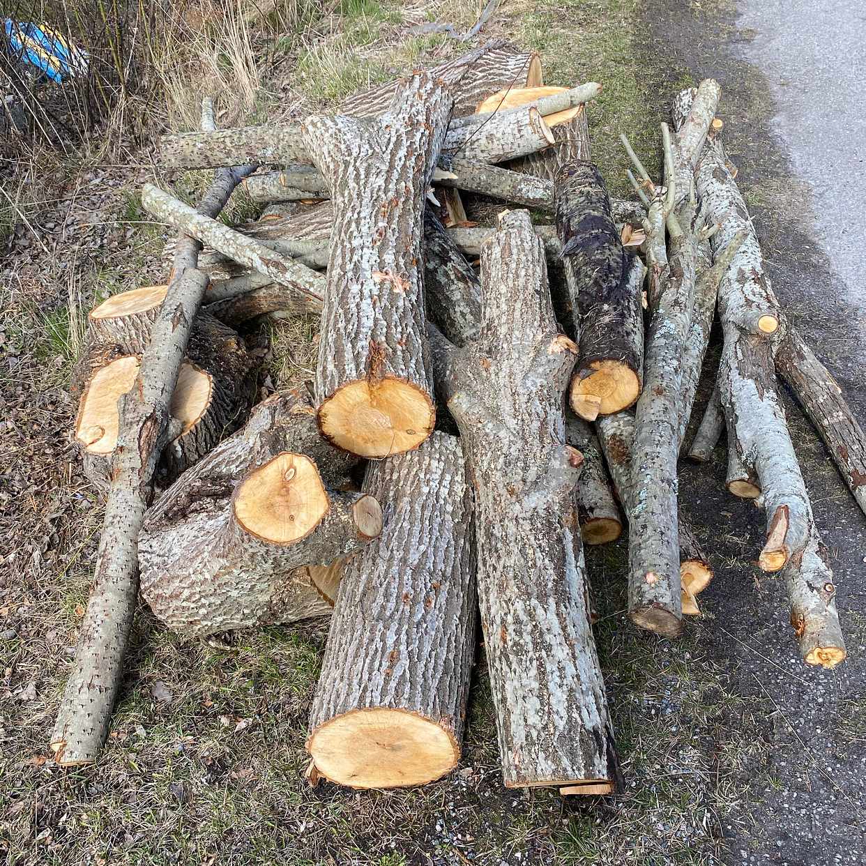 image of Slänga lite nedsågat träd - 