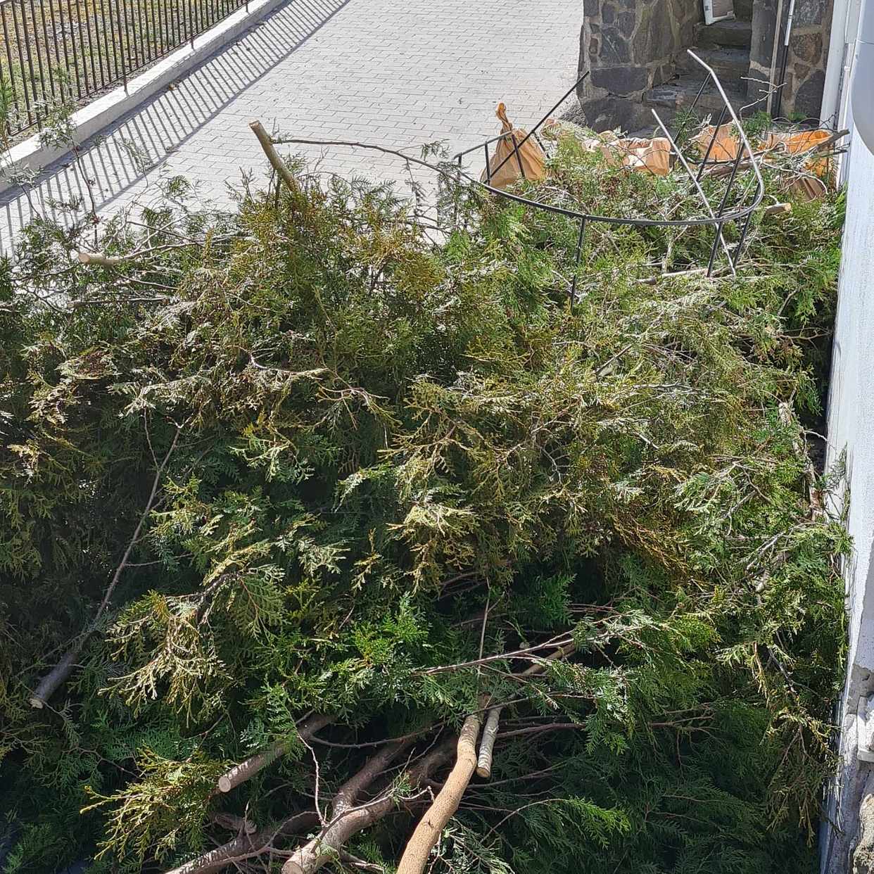 image of Stooort ladda med tuja - Älvsjö
