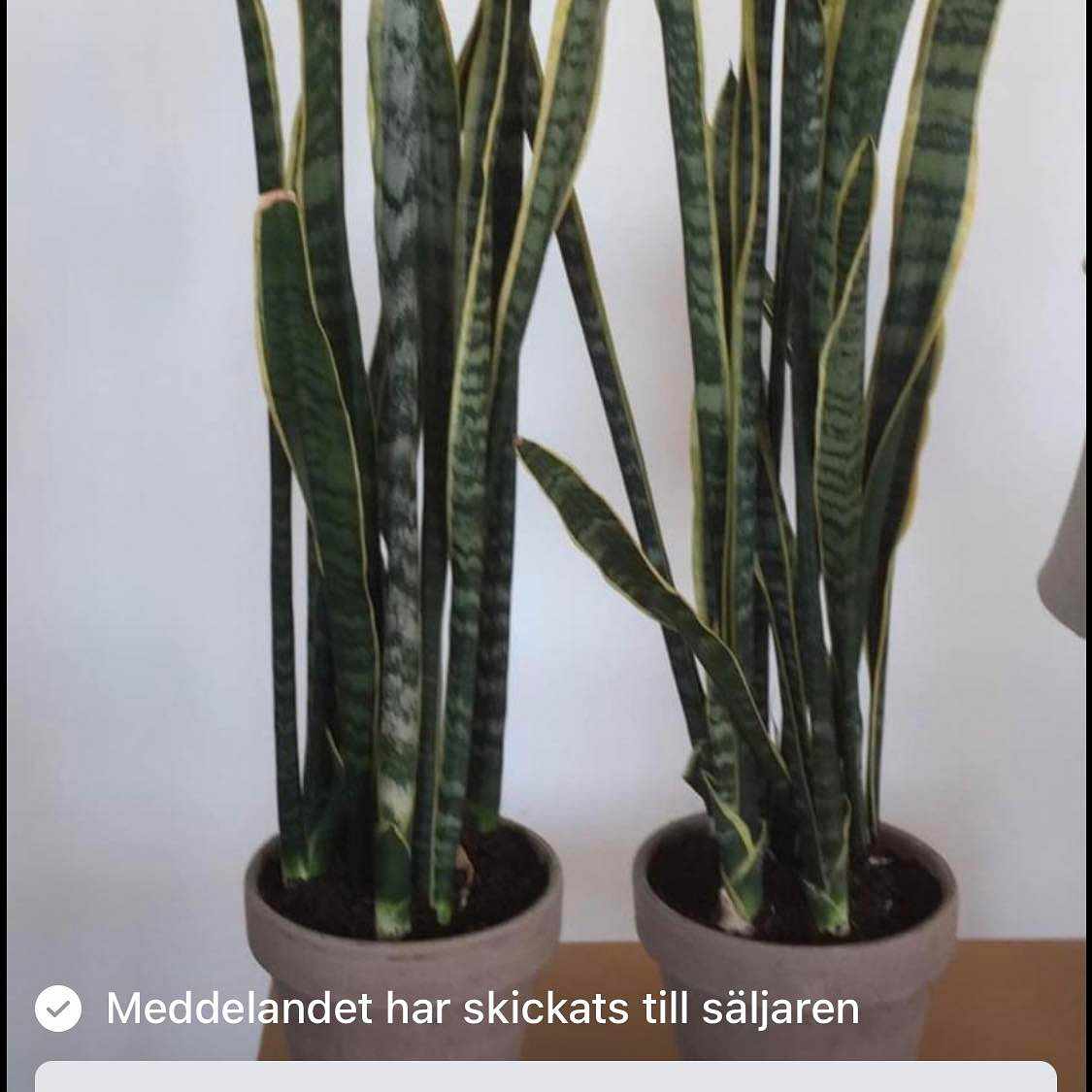 image of Två blommor 1 meter höga - 