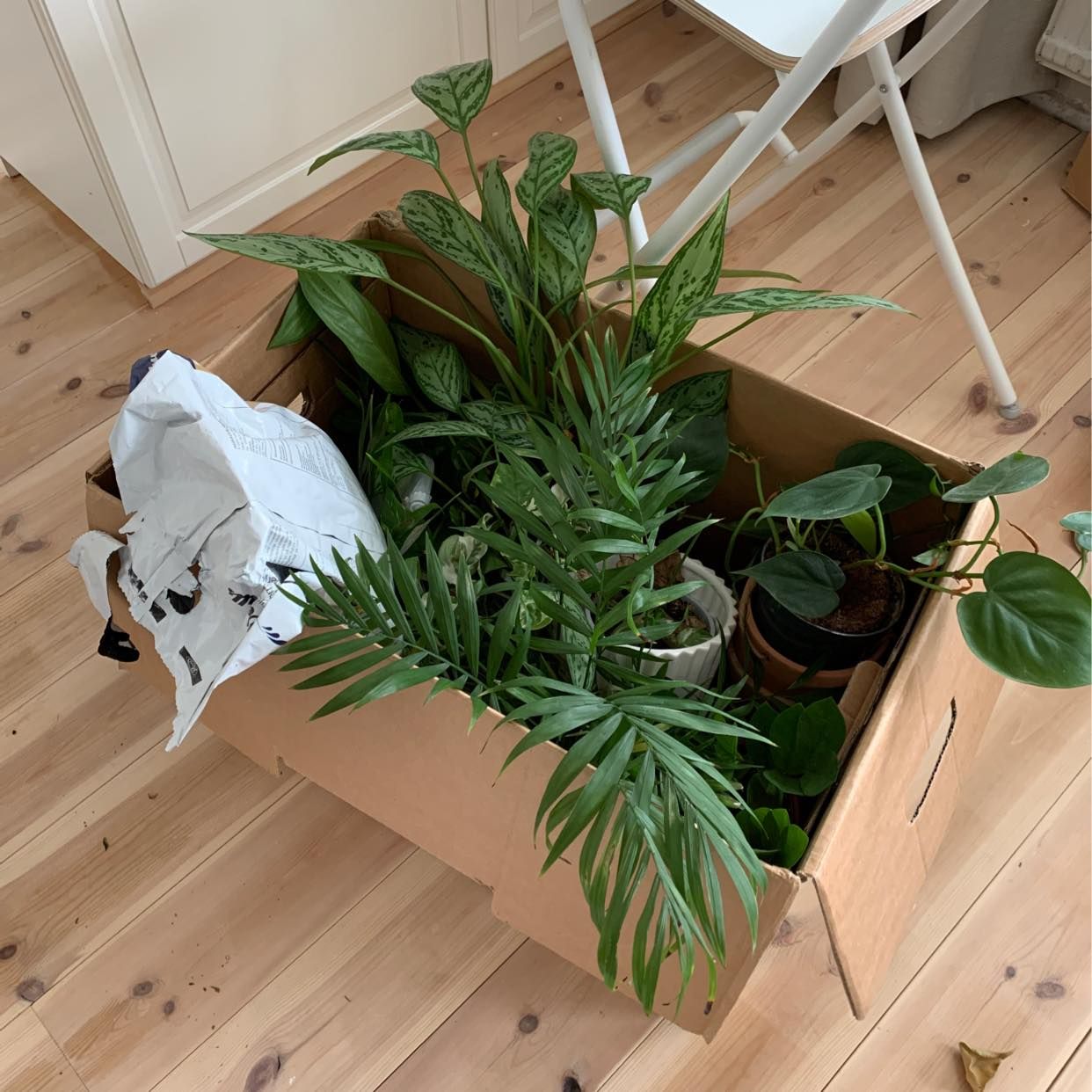 image of Kartong, påse och träd - 