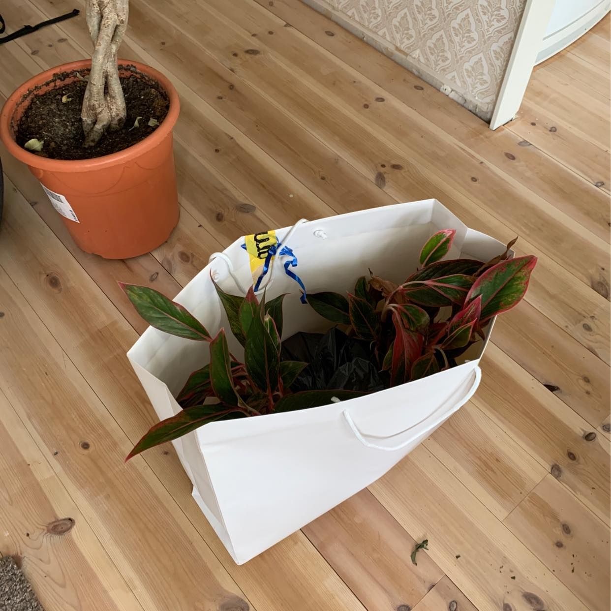 image of Kartong, påse och träd - 