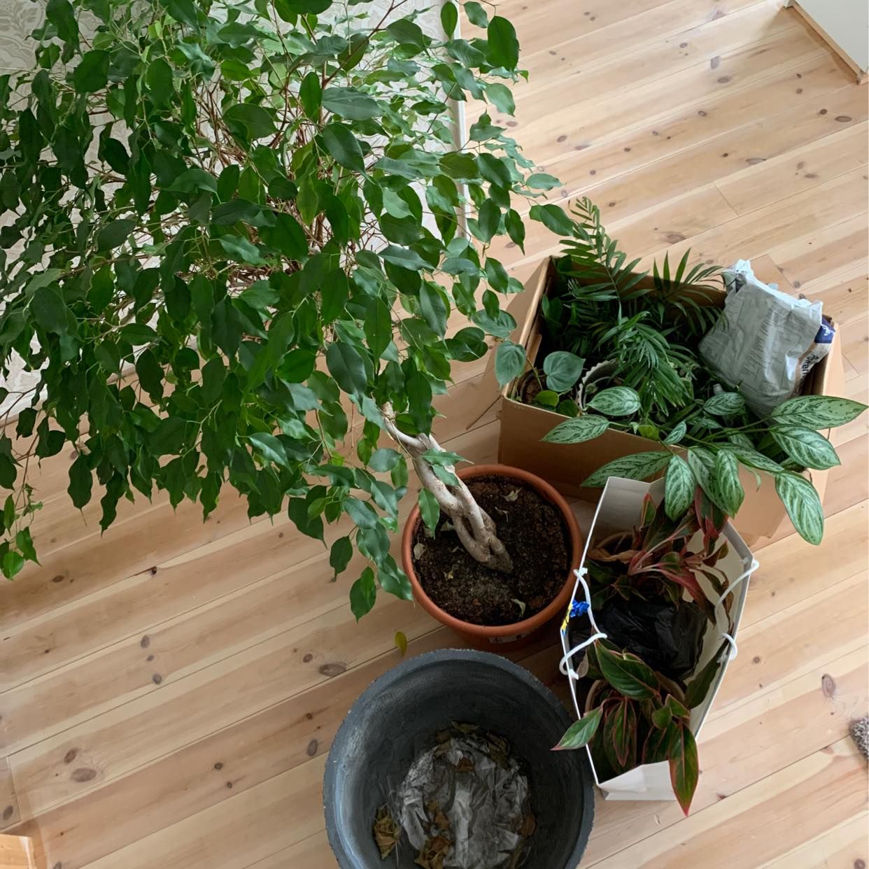 image of Kartong, påse och träd - 