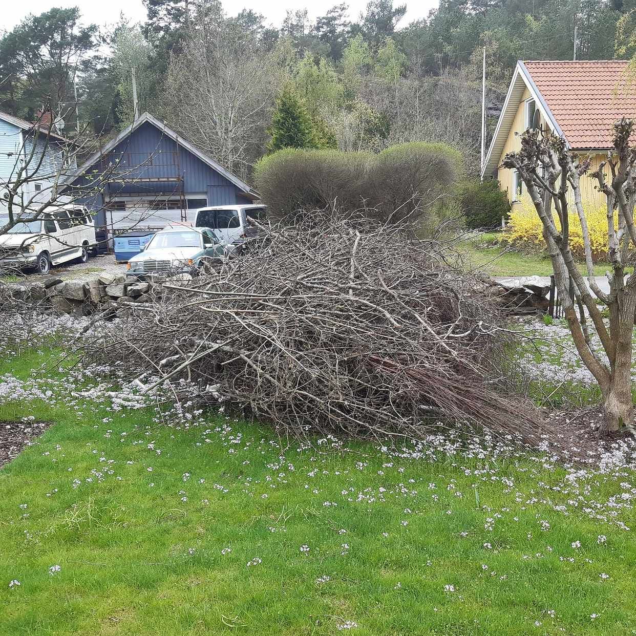 image of Rishög från trädfällning - Ödsmål