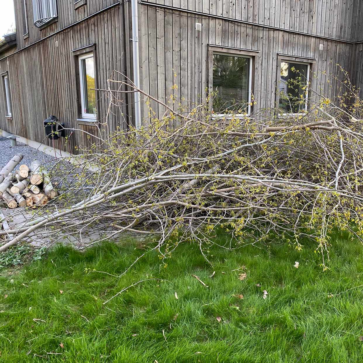 image of Ved och ris från asp - Täby