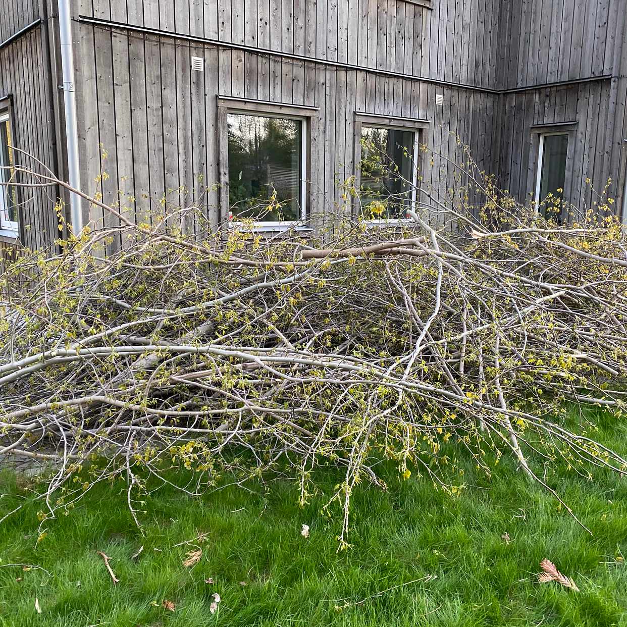 image of Ved och ris från asp - Täby