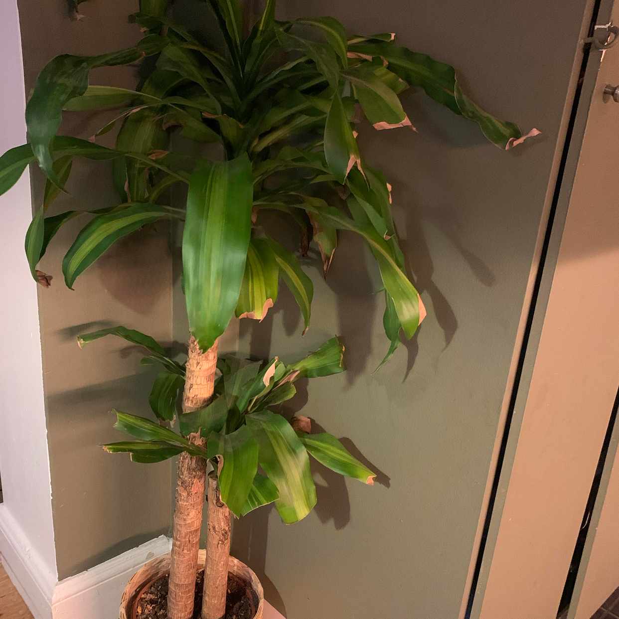 image of Ledsen Palm till nytt hem - Stockholm