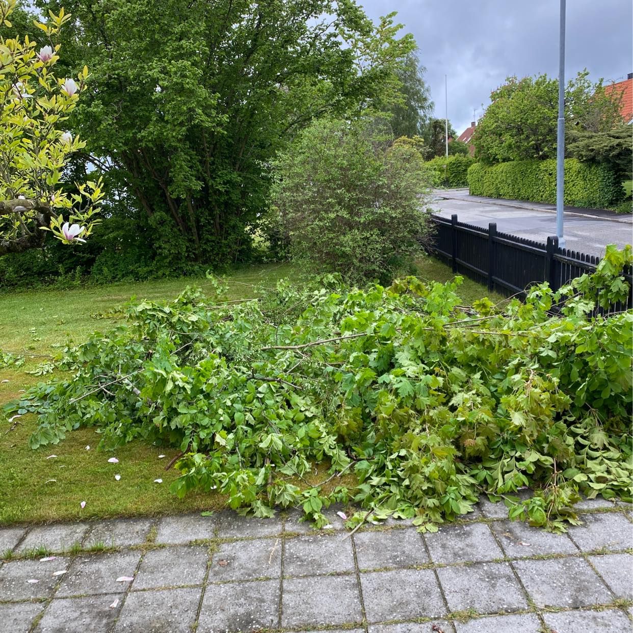 image of Grenar och kvistar - Åkarp