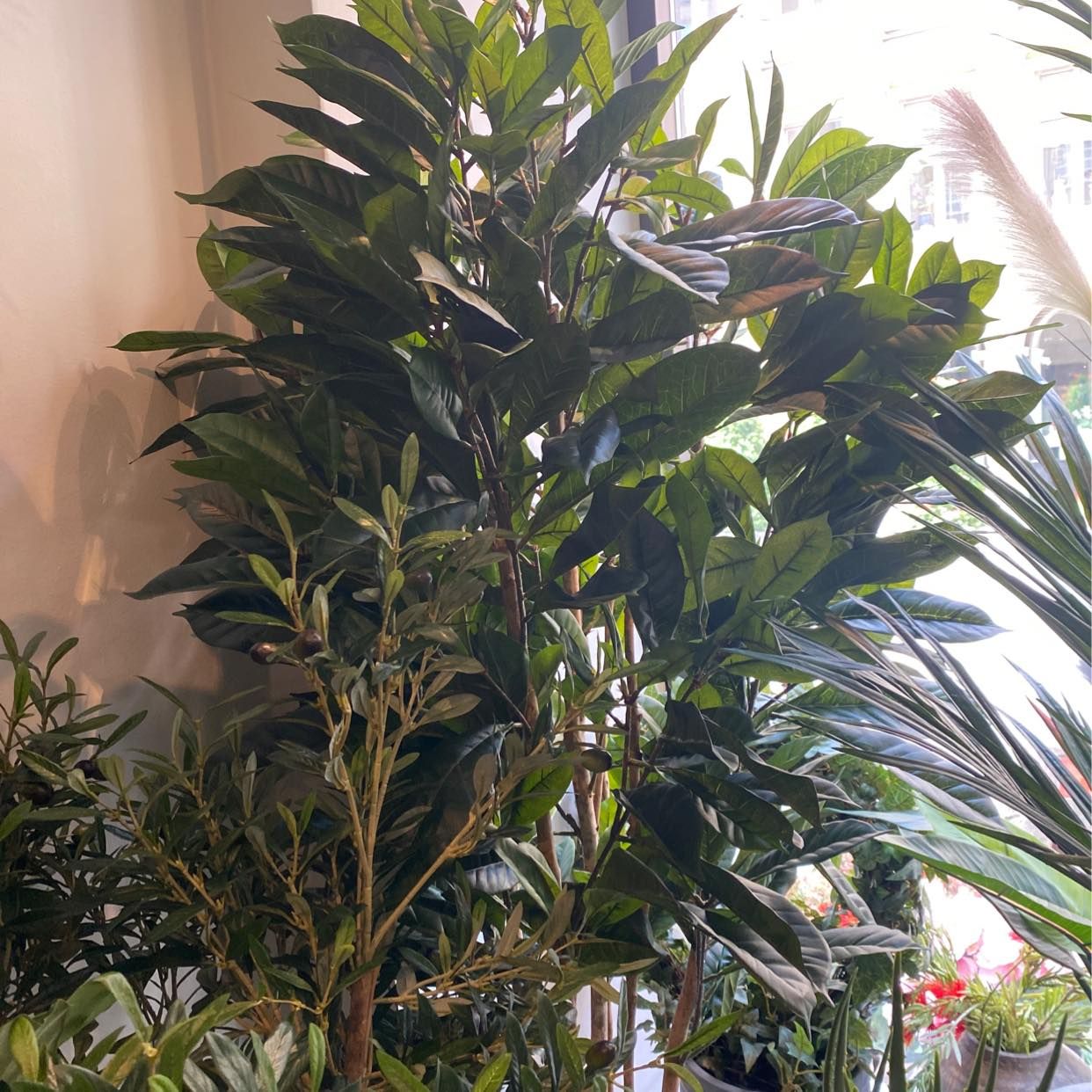 image of Leverera träd+växt - 