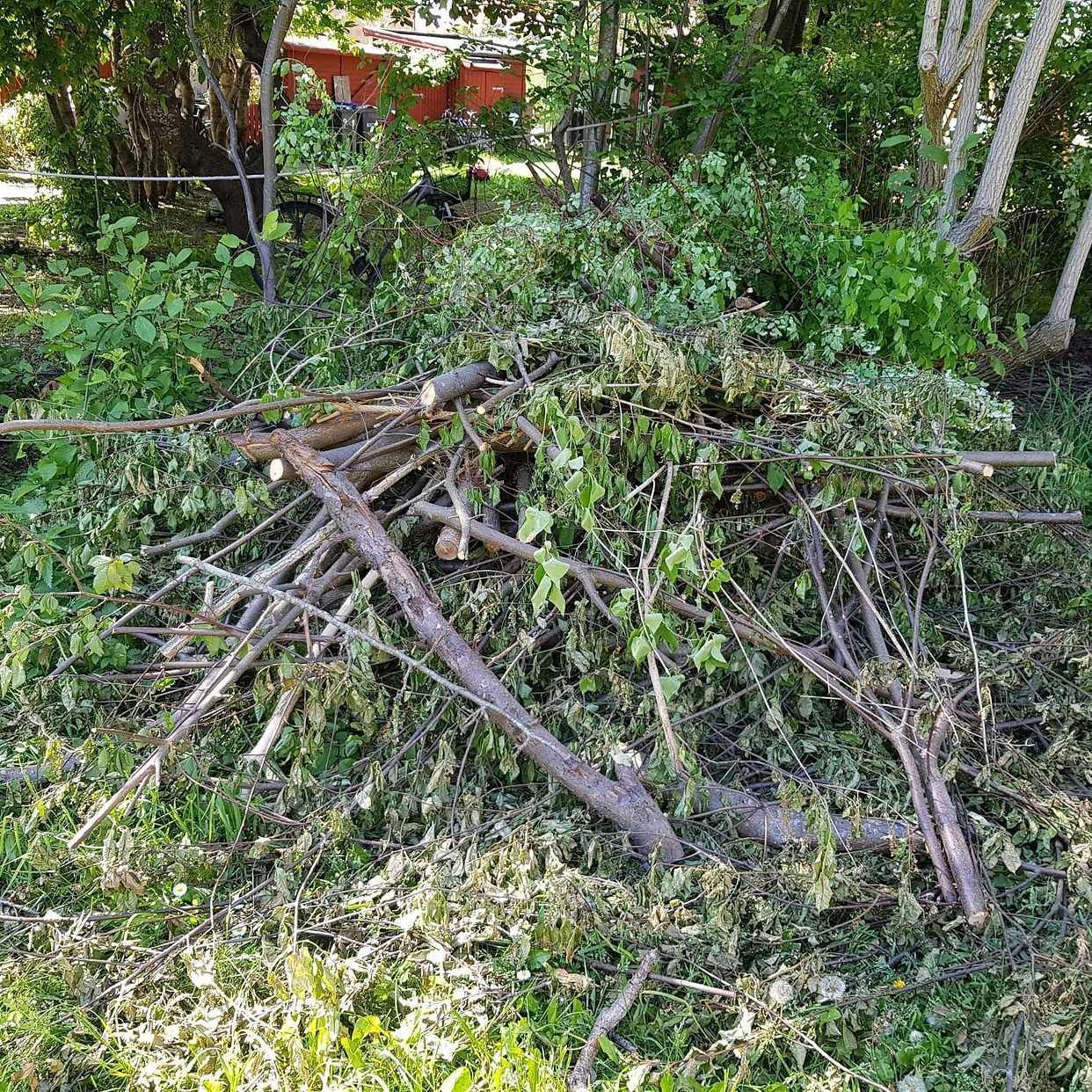 image of Hämta kvistar i hög - Enskede