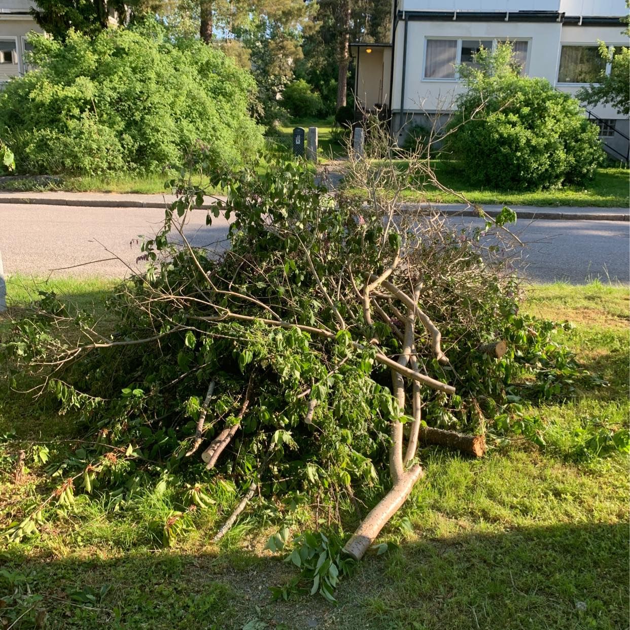 image of Grenar och ris - Bromma